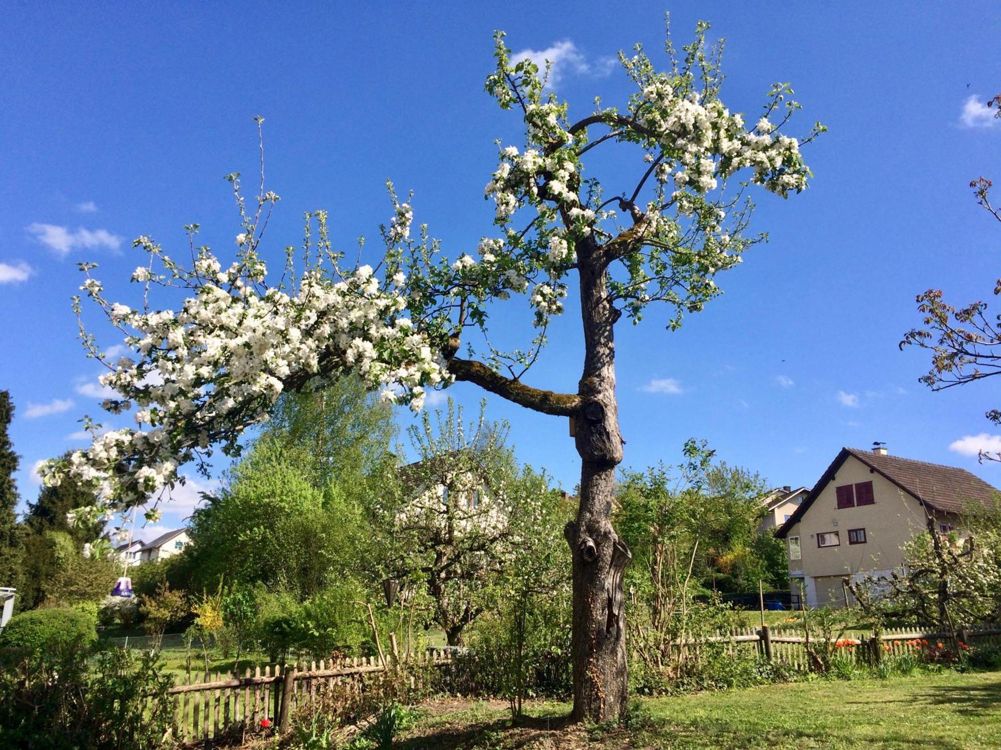 Andelfingen Guntli'S Family Guesthouse מראה חיצוני תמונה